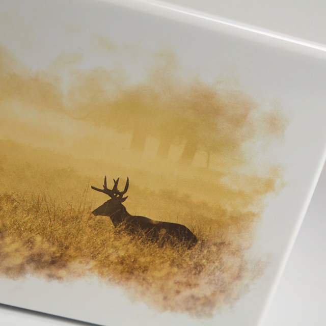 Somerset Deer