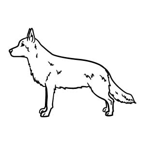 German Shepherd