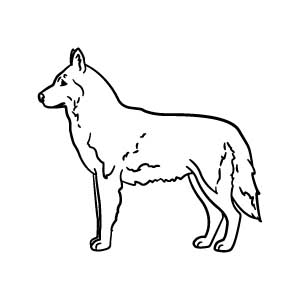 Husky